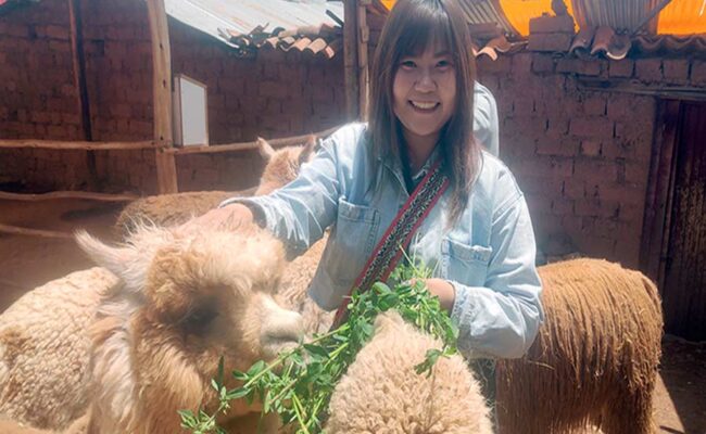 cusco 4 ruins cristo blanco & alpacas